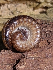Caseyidae