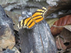 Eresia phillyra phillyra