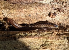Caseyidae