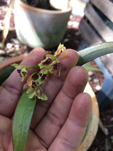 Epidendrum guerrerense Hágsater & García-Cruz