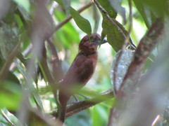 Cyanoloxia cyanoides