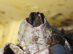 Megabalanus tintinnabulum