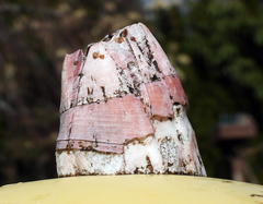 Megabalanus tintinnabulum