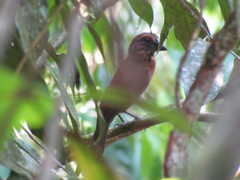 Cyanoloxia cyanoides