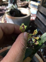 Epidendrum guerrerense