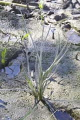 Triglochin scilloides