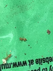 Crematogaster minutissima