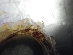 Berryteuthis magister