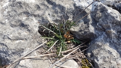 Crupina crupinastrum