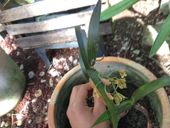 Epidendrum guerrerense