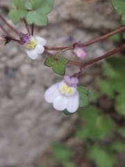 Cymbalaria muralis