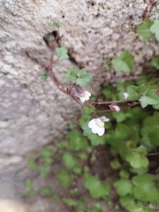 Cymbalaria muralis