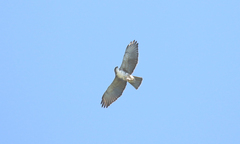 Buteo albigula
