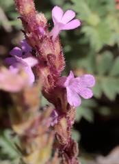 Striga squamigera