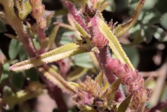 Striga squamigera