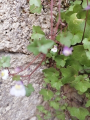 Cymbalaria muralis