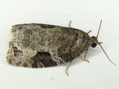 Apotomis infida