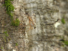 Rhagio atlanticus