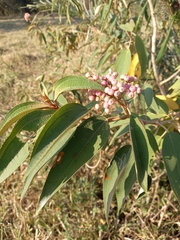 Miconia xalapensis