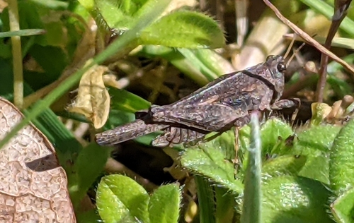 Slender Groundhopper photo 4
