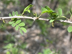 Senegalia wrightii