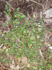 Veronica persica