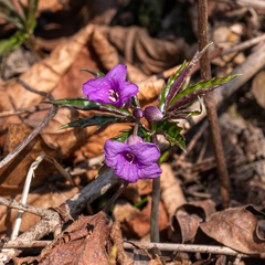 Cardamine glanduligera