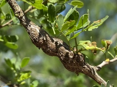 Tanaostigmodes howardii