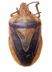 Acledra modesta