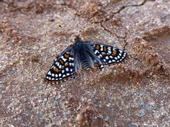 Euphydryas editha quino