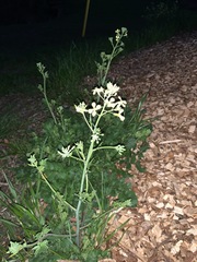 Raphanus raphanistrum raphanistrum