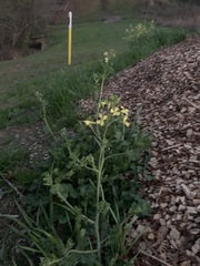 Raphanus raphanistrum raphanistrum