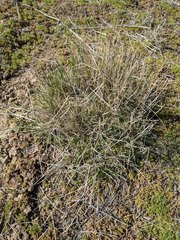 Psathyrostachys juncea