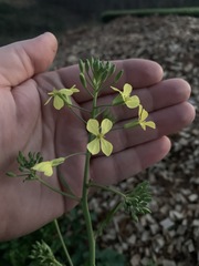 Raphanus raphanistrum raphanistrum