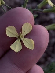 Raphanus raphanistrum raphanistrum