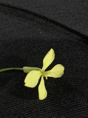 Raphanus raphanistrum raphanistrum