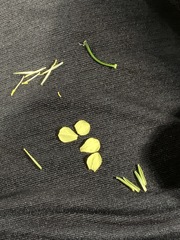 Raphanus raphanistrum raphanistrum