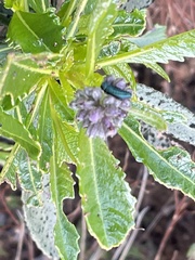 Eriodictyon trichocalyx