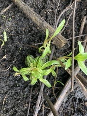 Hygrophila