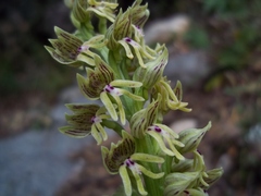 Orchis galilaea