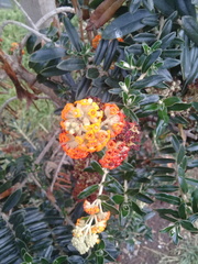 Buddleja