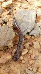 Plethodon ventralis