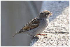 Passer domesticus