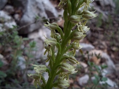 Orchis galilaea