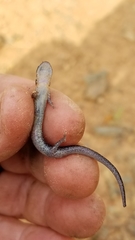 Plethodon ventralis