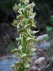 Orchis galilaea
