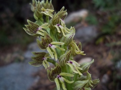 Orchis galilaea