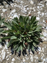 Limonium ramosissimum