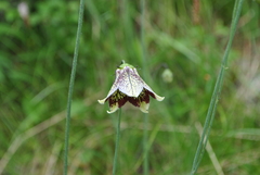 Codonopsis subscaposa