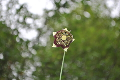 Codonopsis subscaposa